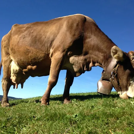 Hubertushof Garni Hotel 4*